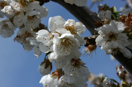 Flowering spring almond tree nature photo