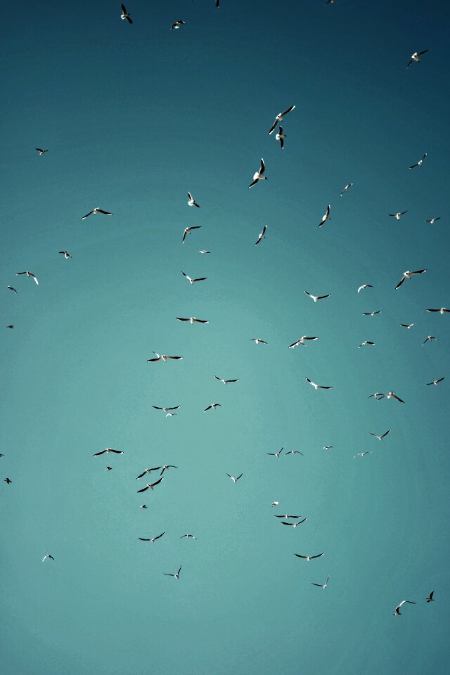 Seagull sky flying birds