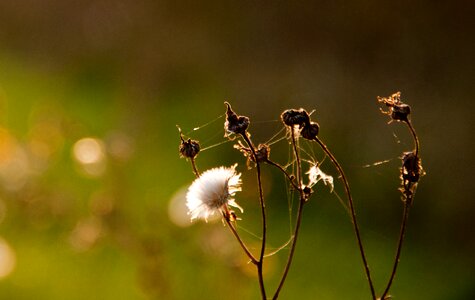 Autumn nature season