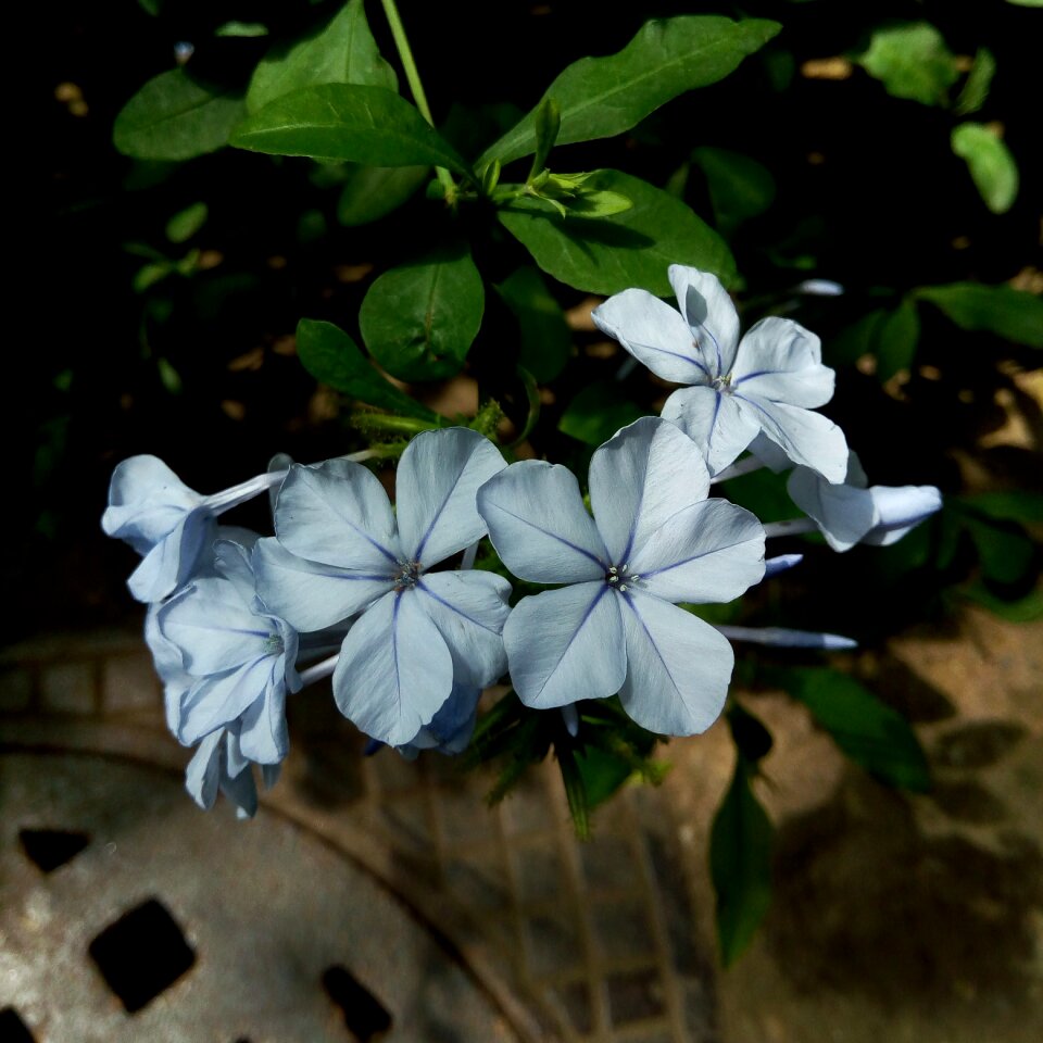 Flower blue flower spring