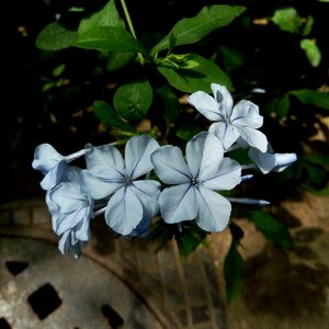 Flower blue flower spring photo