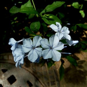 Flower blue flower spring
