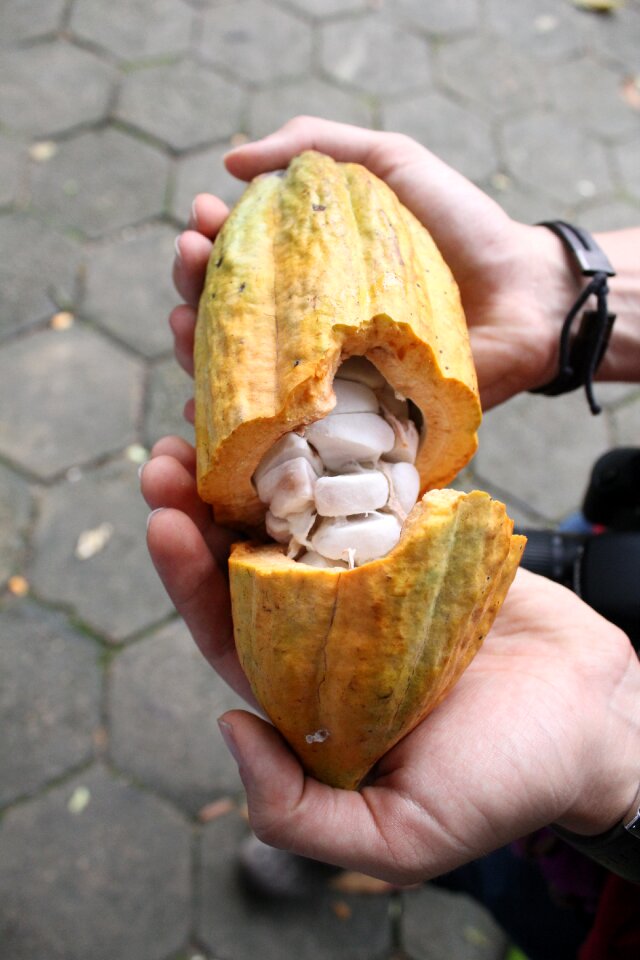 Cocoa nature chocolate