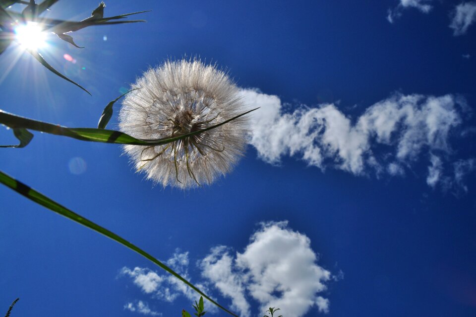 Dandelion blue clouds sky