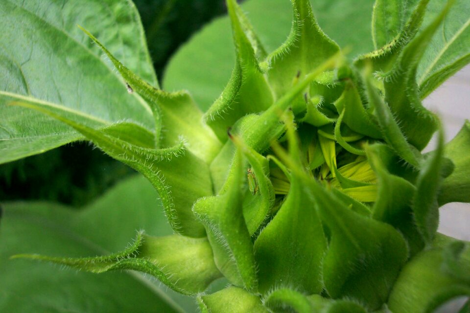 Green nature plants