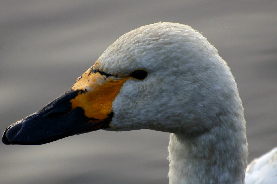 Bird wild birds waterfowl