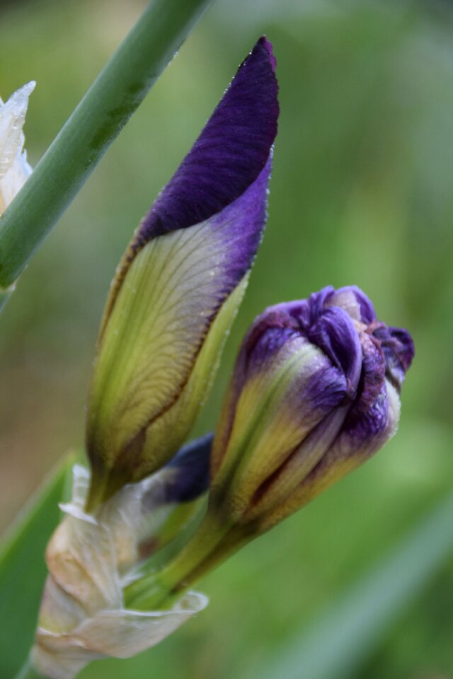 Iris nature flower