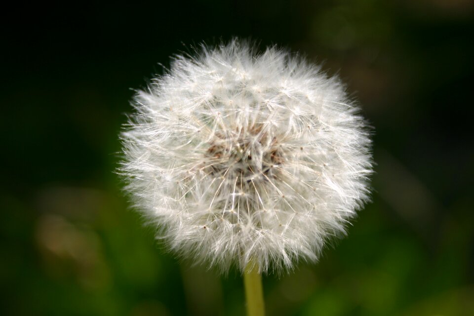 Flying seeds close up plant