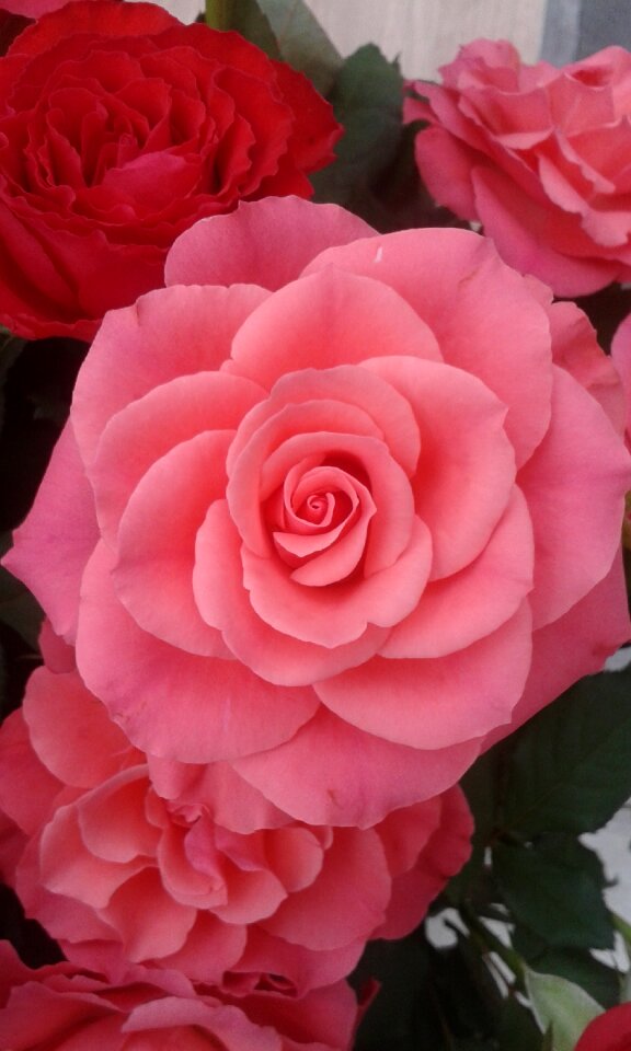 Petal nature romantic