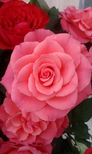 Petal nature romantic