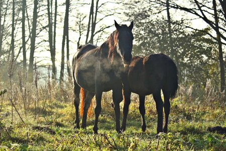 Autumn fog thoroughbred arabian photo