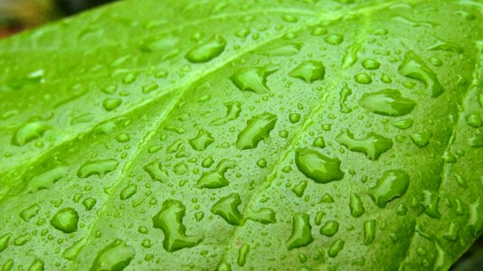 Natural green leaf plant