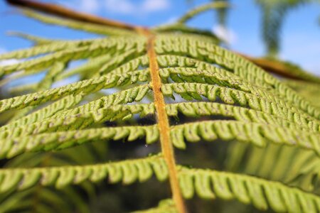 Plants detail leaf photo