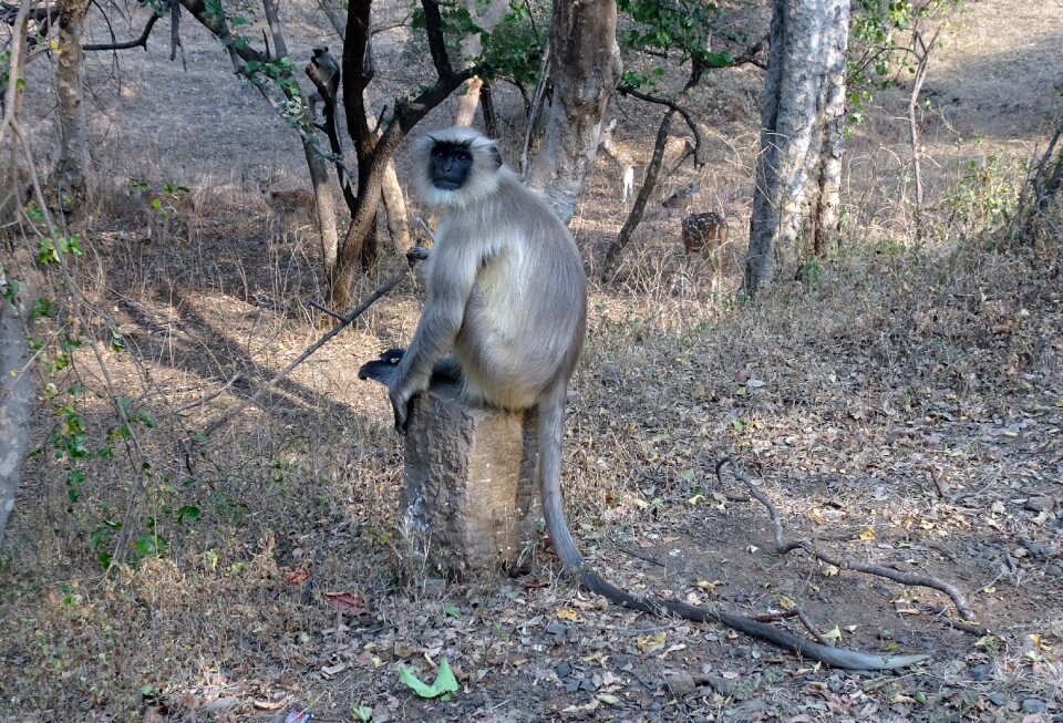 Gray langur hanuman langur old world monkey