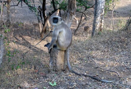 Gray langur hanuman langur old world monkey photo