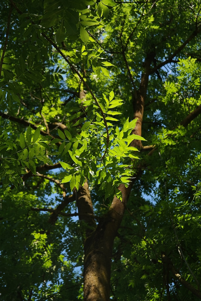 Tree tribe log