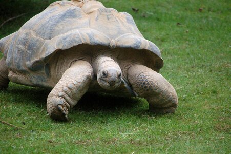 Galapagos slow