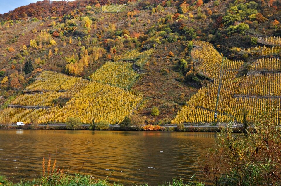 Boxer shorts mosel vineyards