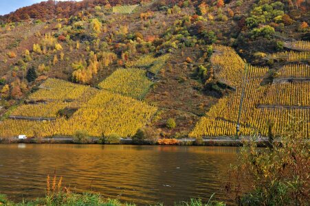 Boxer shorts mosel vineyards