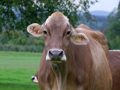 Alm animal agriculture