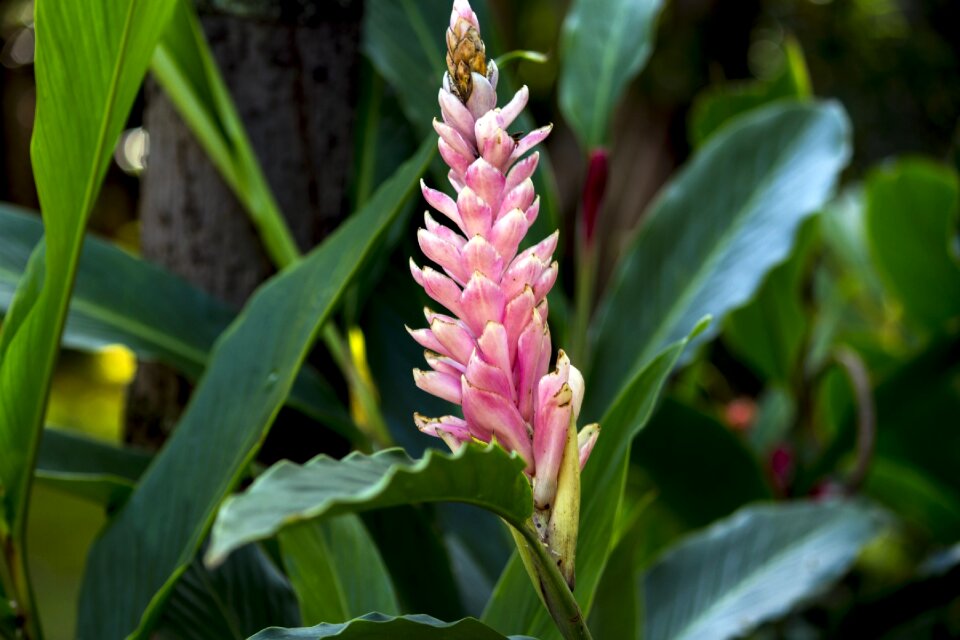Beauty garden spring