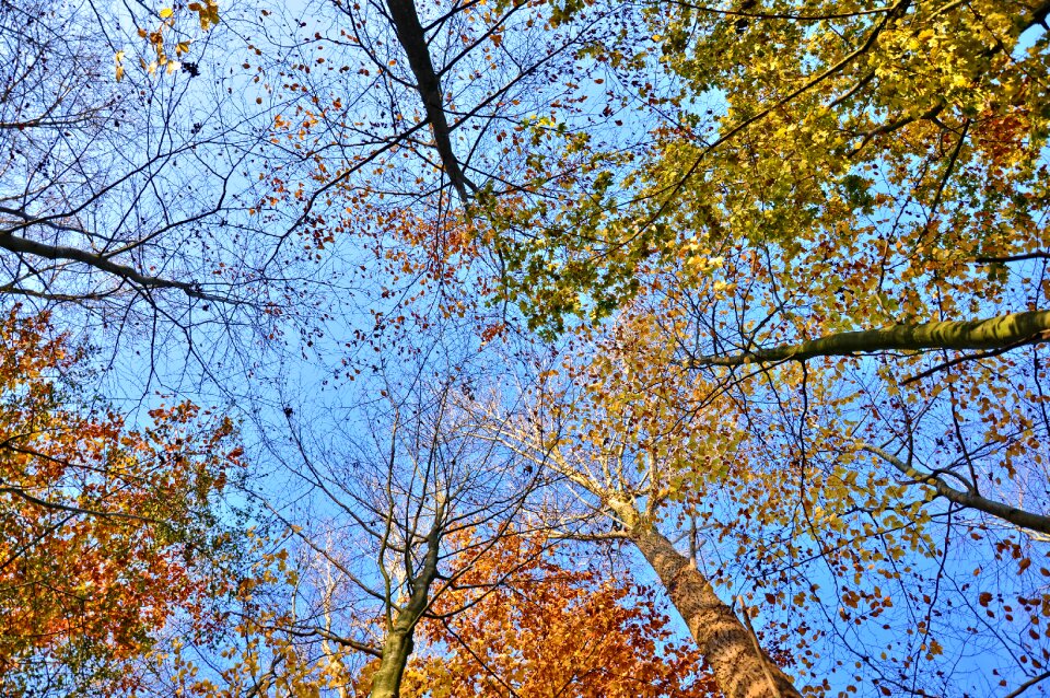 Leaves autumn trees looking up