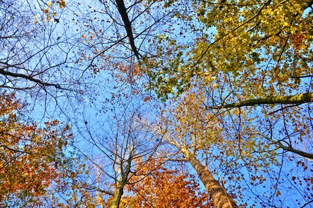 Leaves autumn trees looking up photo