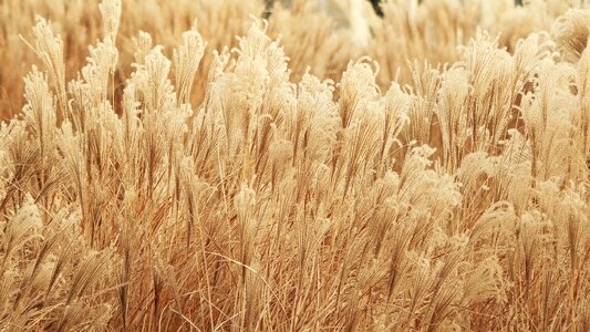 Nature ears agriculture