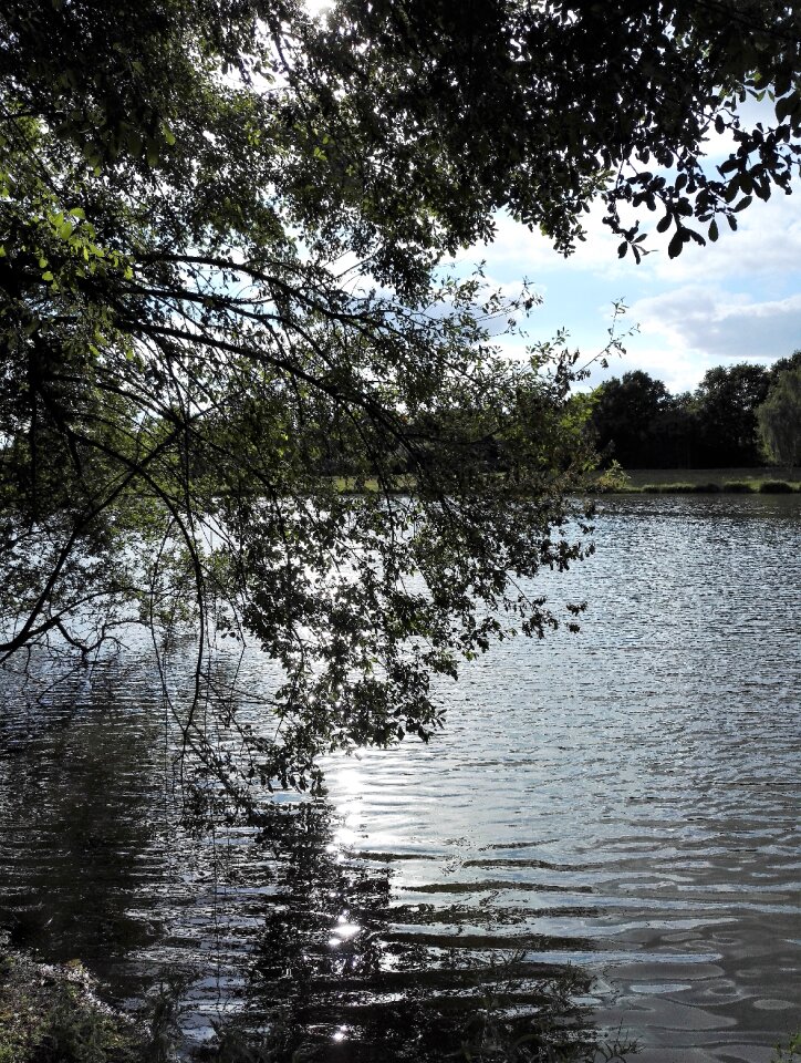 Trees nature peaceful