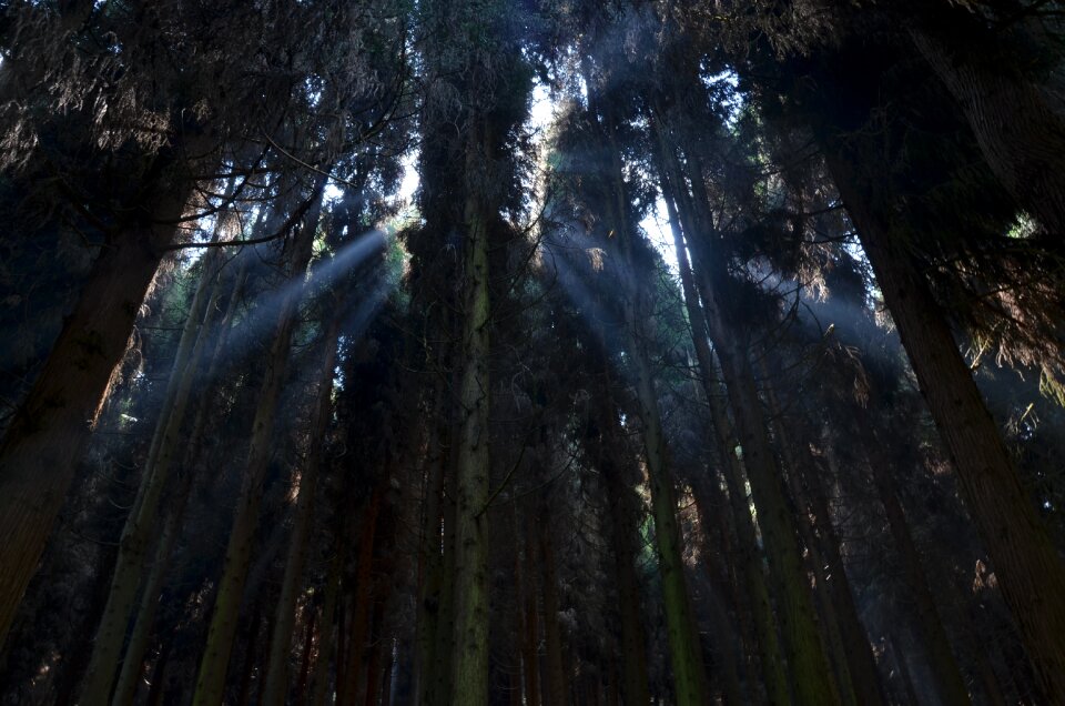 Pine tree pine forest woods