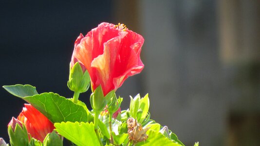 Plant summer blooming