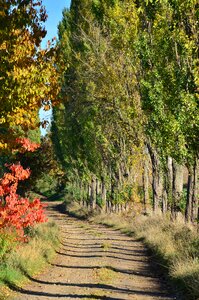 Autumn avenue lane