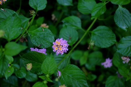 Wild plant summer