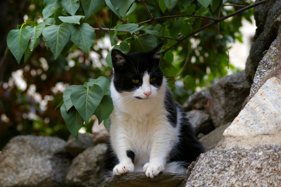 Domestic cat mieze animal