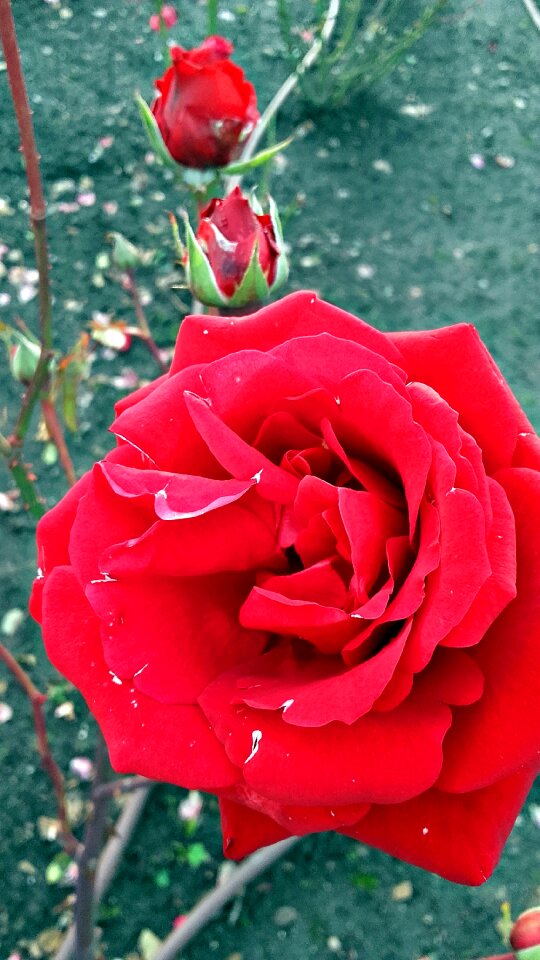 Petal of a rose rose flower rose petals photo