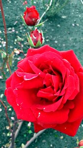 Petal of a rose rose flower rose petals