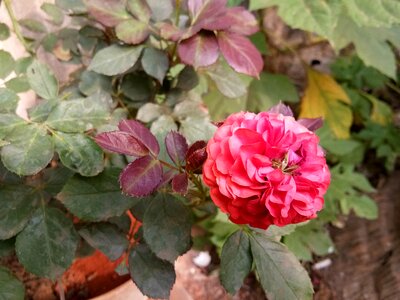 Red rose garden flower photo