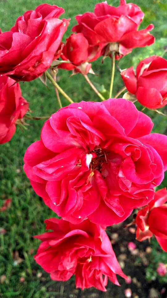 Petal of a rose rose flower rose petals photo