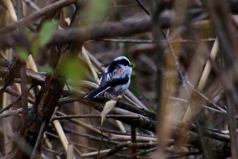 Twigs bird wild birds