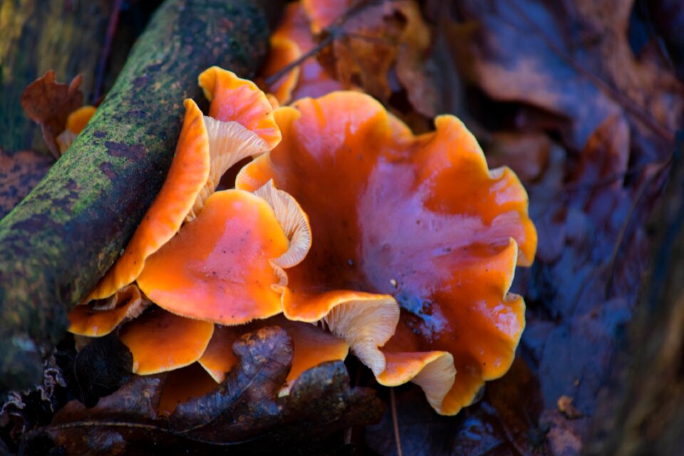 Forest fungus