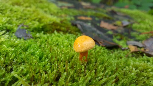 Mushroom forest alone