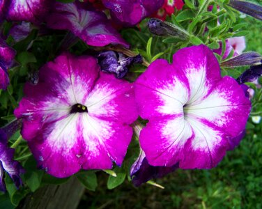 Petunia purple and white flower garden