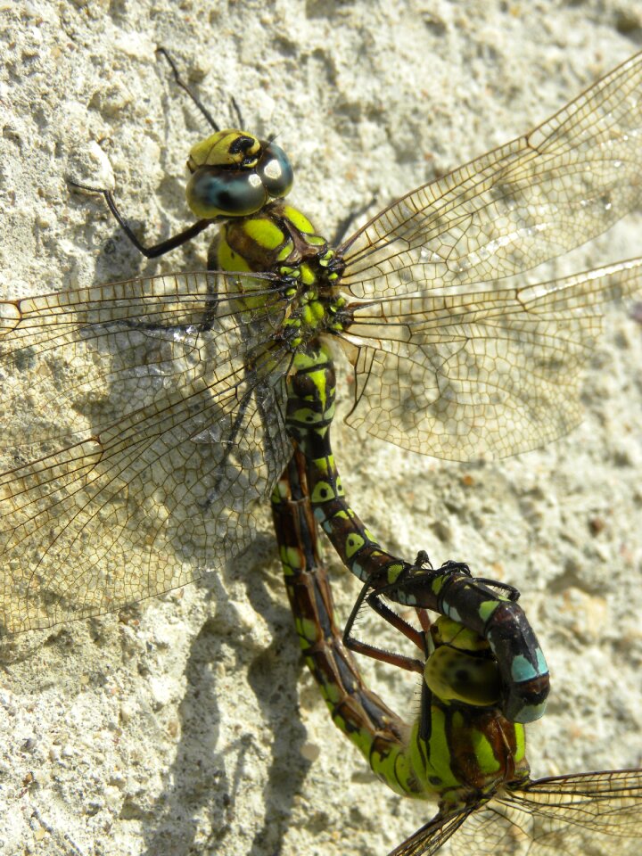 Insect dragonflies wall