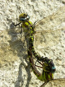 Insect dragonflies wall