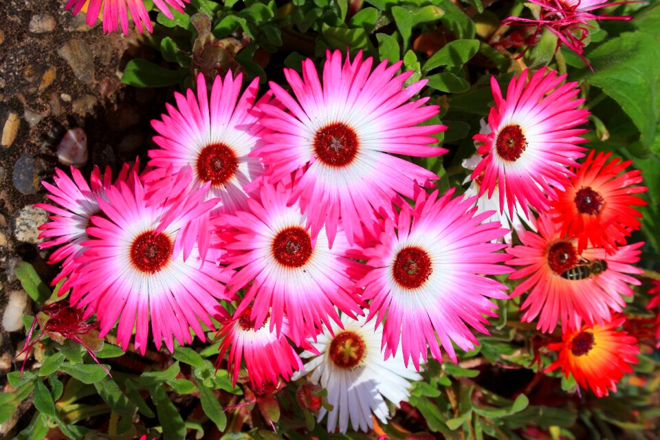 Colorful flowers nature garden