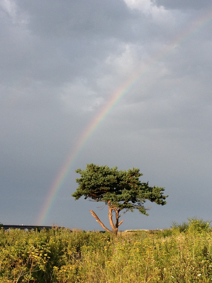 Rain tree landscape