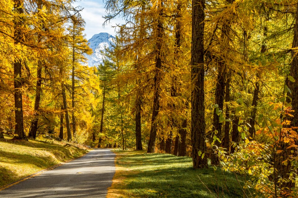 Landscape forest larch