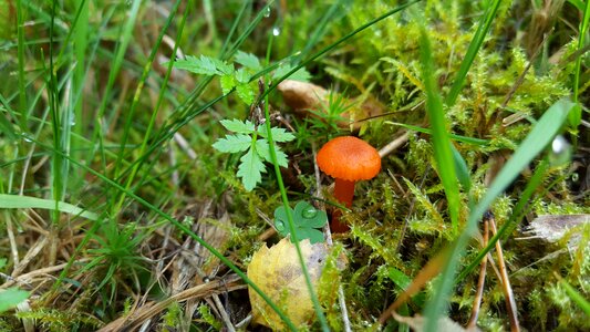 Small moss autumn