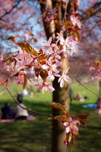 Flower bloom nature
