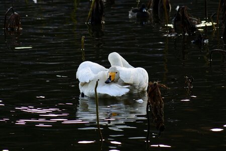 Bird wild birds waterfowl